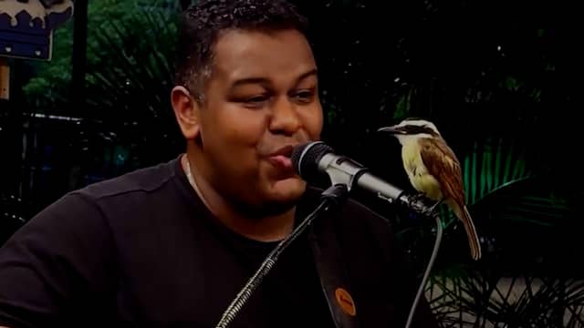 Vogel landt op microfoon en zit eerste rang bij optreden in Brazilië