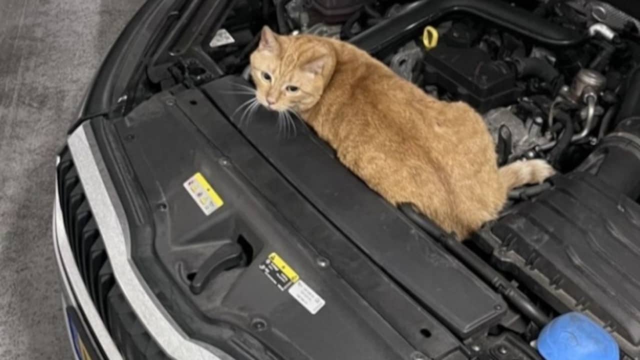Kat reist onder motorkap van Schiedam naar Dordrecht en loopt brandwonden op