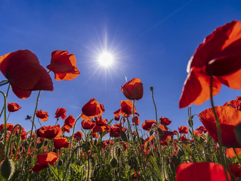 Weerbericht: Zon schijnt onafgebroken, temperatuur rond de 30 graden