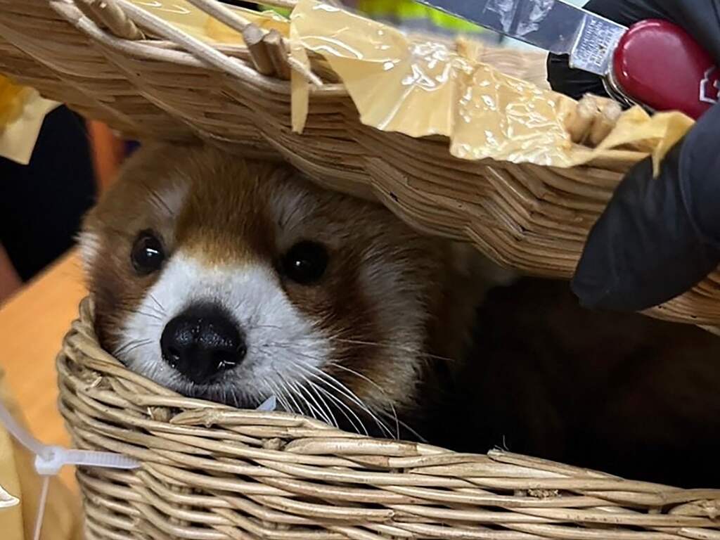 Rode panda en 86 andere dieren gevonden in bagage op Thais vliegveld