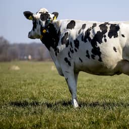 Man (60) krijgtéén maand cel voor verkrachten koe op kinderboerderij