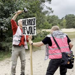 Video | Betogers plaatsen protestbord voor probleemwolf Bram in Maarn