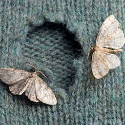 Tientallen motten krijgen andere benamingen omdat hun namen niet klopten