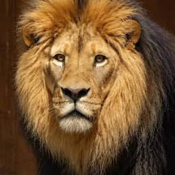 Nieuwe leeuw overlijdt anderhalve maand na aankomst in Limburgse dierentuin