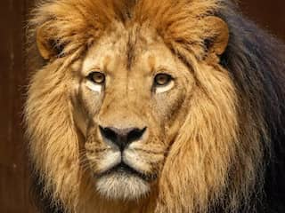 Nieuwe leeuw overlijdt anderhalve maand na aankomst in Limburgse dierentuin