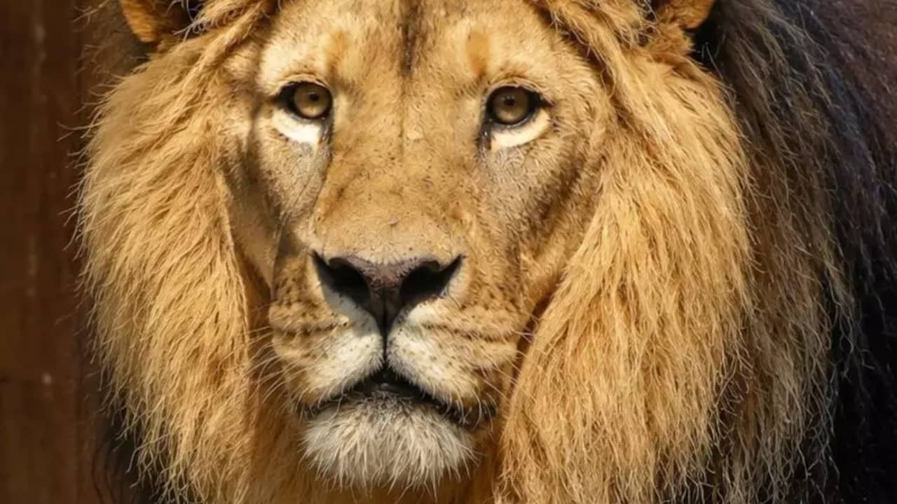 Nieuwe leeuw overlijdt anderhalve maand na aankomst in Limburgse dierentuin