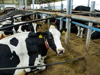 Vrijwel geen enkele veehouder heeft nog vertrouwen in de overheid