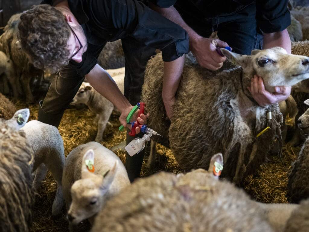 Waarom je niet hoeft te vrezen voor blauwtong op je bord