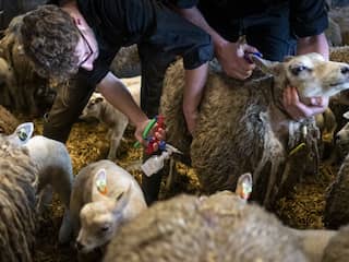 Waarom je niet hoeft te vrezen voor blauwtong op je bord