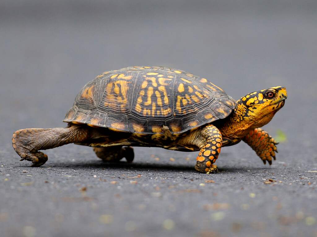 Vrouw probeert per kayak 29 schildpadden van VS naar Canada te smokkelen