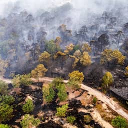 Brandweer Limburg wil brand aan bosrand stoppen, noodverordening van kracht