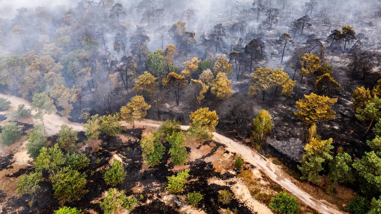 Brandweer Limburg wil brand aan bosrand stoppen, noodverordening van kracht