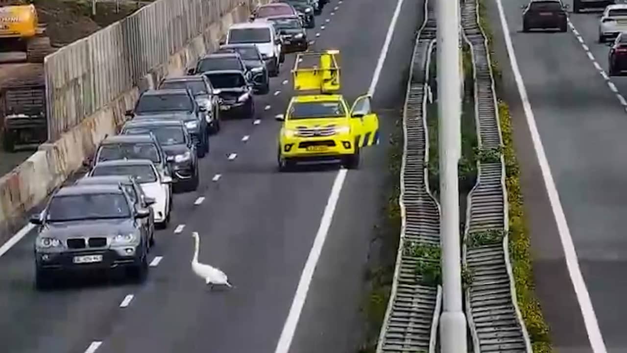 Video | Zwaan waggelt over A27 bij Gorinchem
