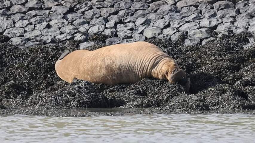 Luierende walrus in Harlingen heeft veel bekijks