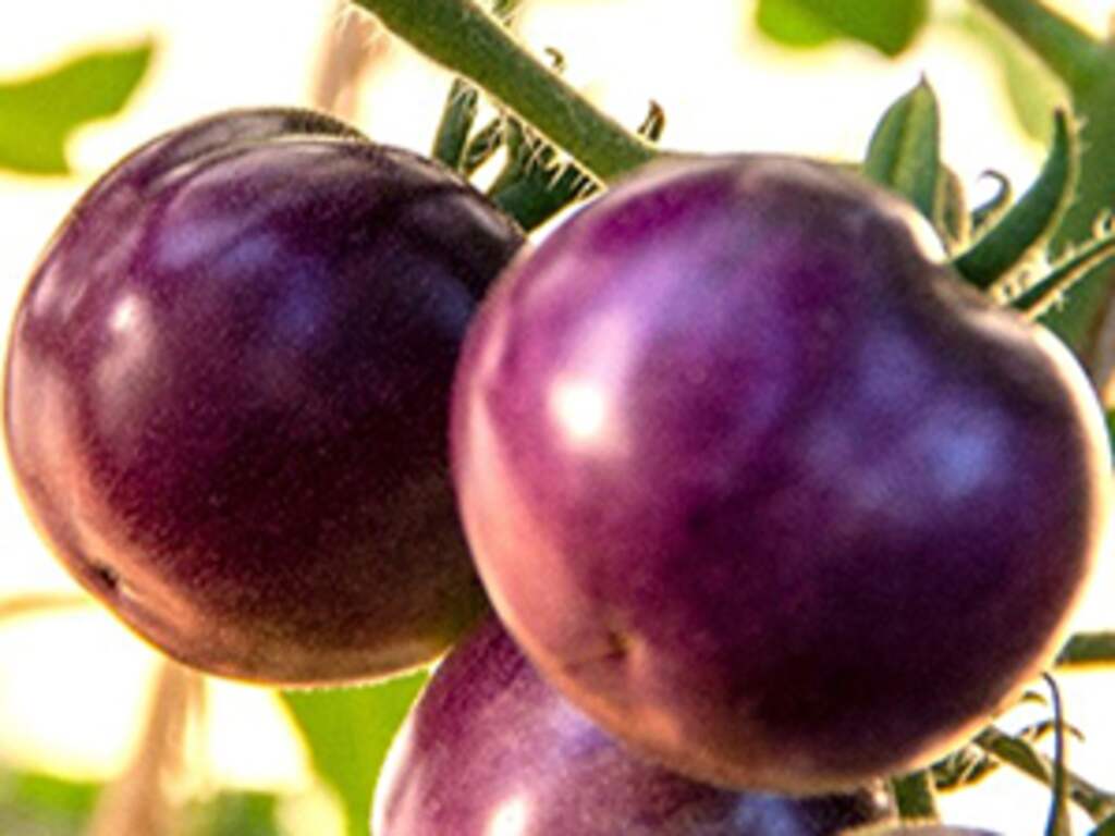 Binnenkort kun je in de Verenigde Staten 'gezondere' paarse tomaten kopen