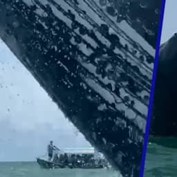 Video | Bultrug springt bijna op boot met toeristen bij Colombia