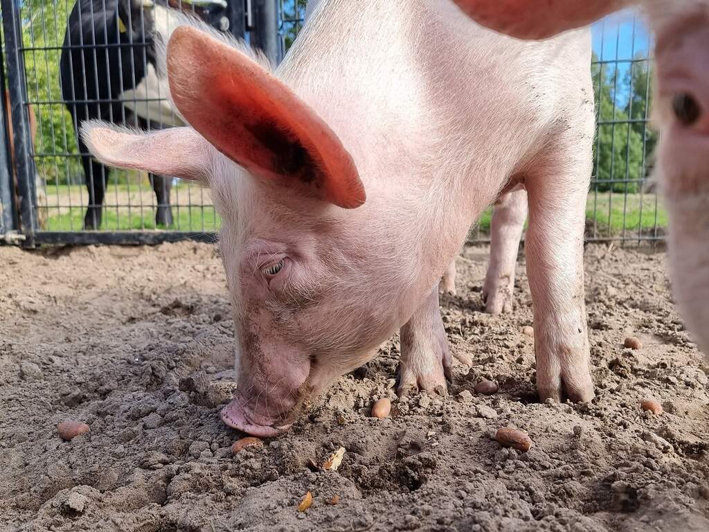 Kinderboerderij zoekt zonnebrandcrème zodat varkens kunnen zonnen