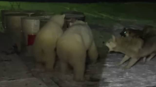 Honden verjagen ijsberen vlak naast woning poolonderzoekers