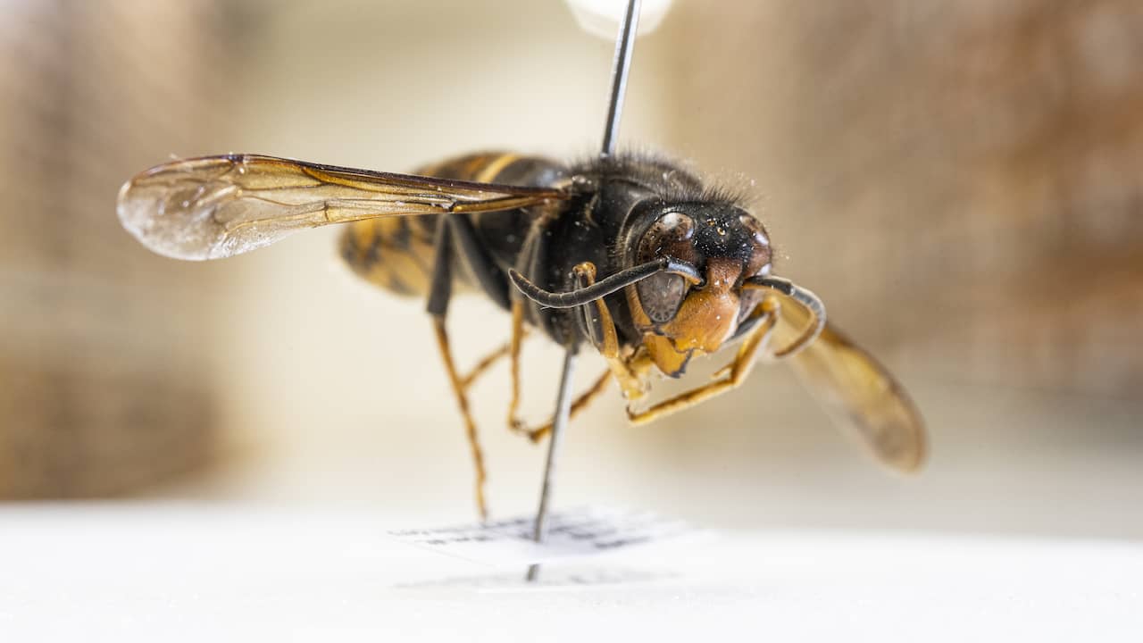 Belg (60) overleden na aanval van nest geelpoothoornaars