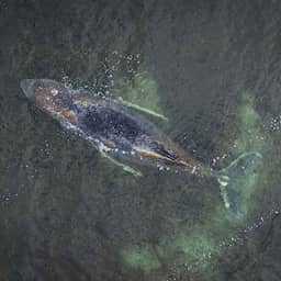 Verzwakte jonge bultrugwalvis voor derde keer gestrand bij Duitse kust