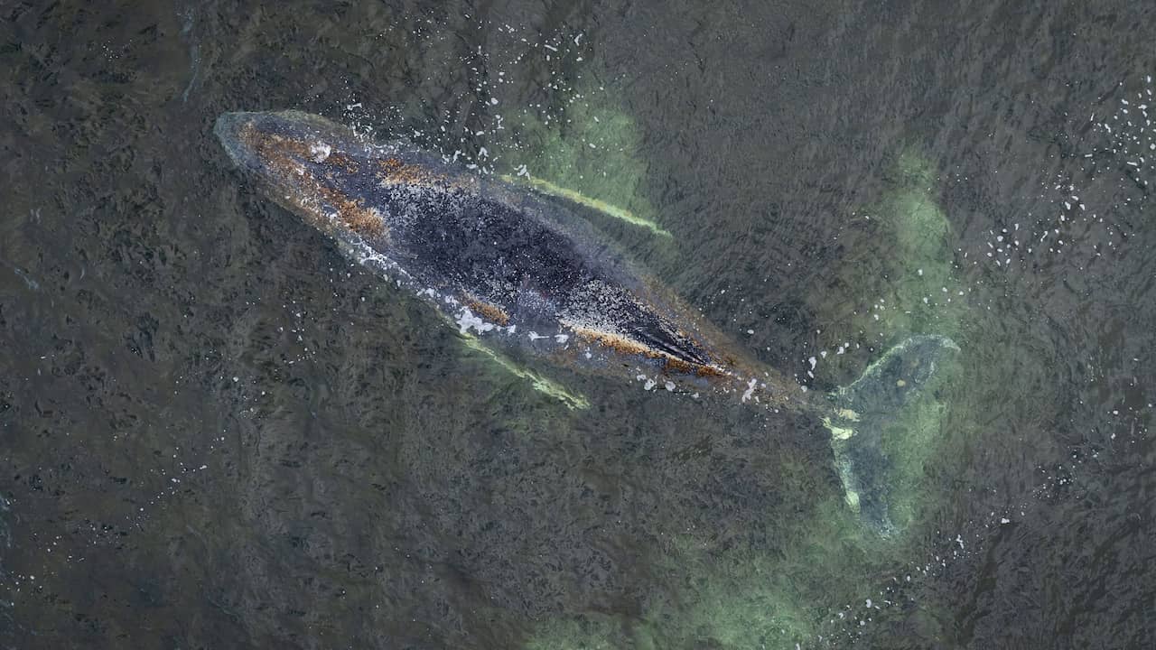 Bultrugwalvis voor derde keer gestrand bij Duitse kust: 'Kleine kans op succes'