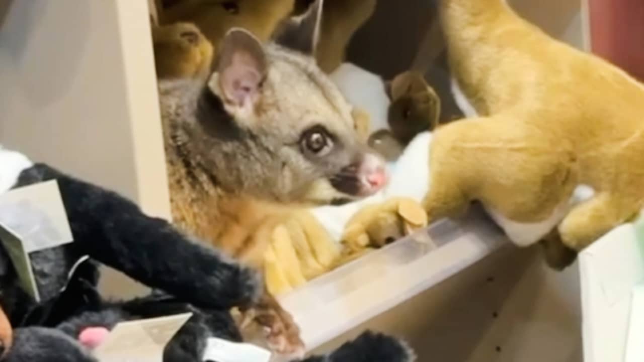 Buideldier duikt op tussen knuffelbeesten in giftshop op Australisch vliegveld