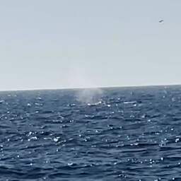 Video | Bultrug Timmy spuit waterfontein na vrijlating in Noordzee