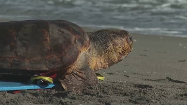 Schildpad na aanvaring met boot vrijgelaten bij Amerikaanse kust