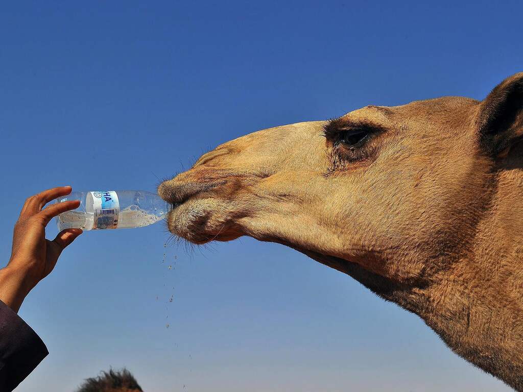 43 gevallen van botoxfraude bij kamelenschoonheidswedstrijd Saoedi-Arabië