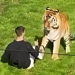 Man gedood door tijger nadat hij verblijf in Brits dierenpark was ingesprongen