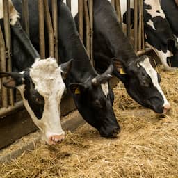 Stal van boer ligt 7 meter te dicht bij natuur: 'Hoop dat we hier de kans krijgen'