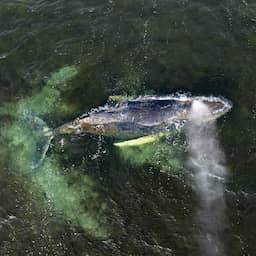 Mogelijk nieuwe poging om verzwakte bultrugwalvis voor Duitse kust te redden