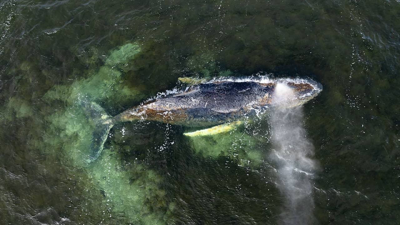 Mogelijk nieuwe poging om verzwakte bultrugwalvis voor Duitse kust te redden