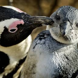 39 pinguïns in Beekse Bergen overleden aan darminfectie