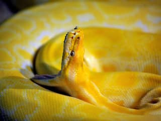 Python | NU - Het laatste nieuws het eerst op NU.nl