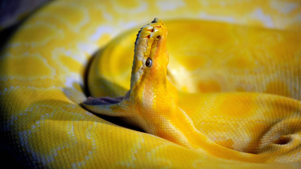 Gele Python Vermiste vijf meter lange python houdt dorpje in Alaska in zijn greep ...