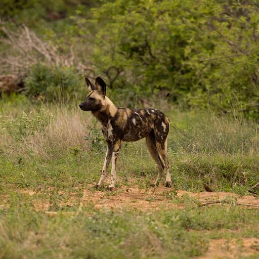 Illustratie bij: Afrikaanse wilde honden leggen recordafstand van 4.000 kilometer af voor partner