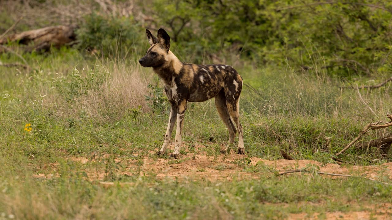 Afrikaanse wilde honden leggen recordafstand van 4.000 kilometer af voor partner