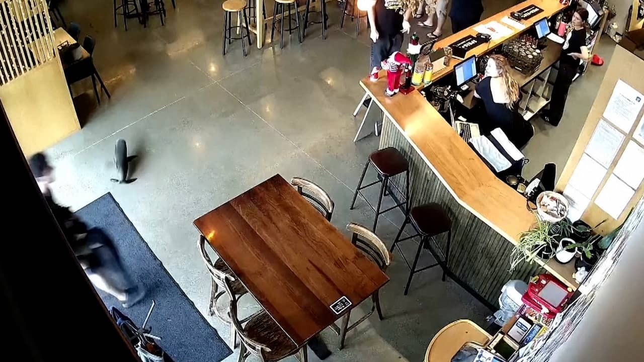 Video | Babyzeeleeuw duikt op in bar in Nieuw-Zeeland
