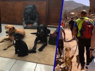 Speurhondenteams terug uit Marokko: 'Situatie zo erg, iedereen is dood'