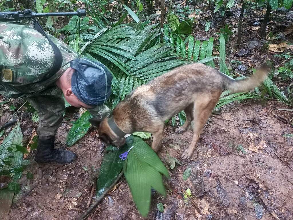 Vier vermiste kinderen levend teruggevonden in Colombia na vliegtuigcrash
