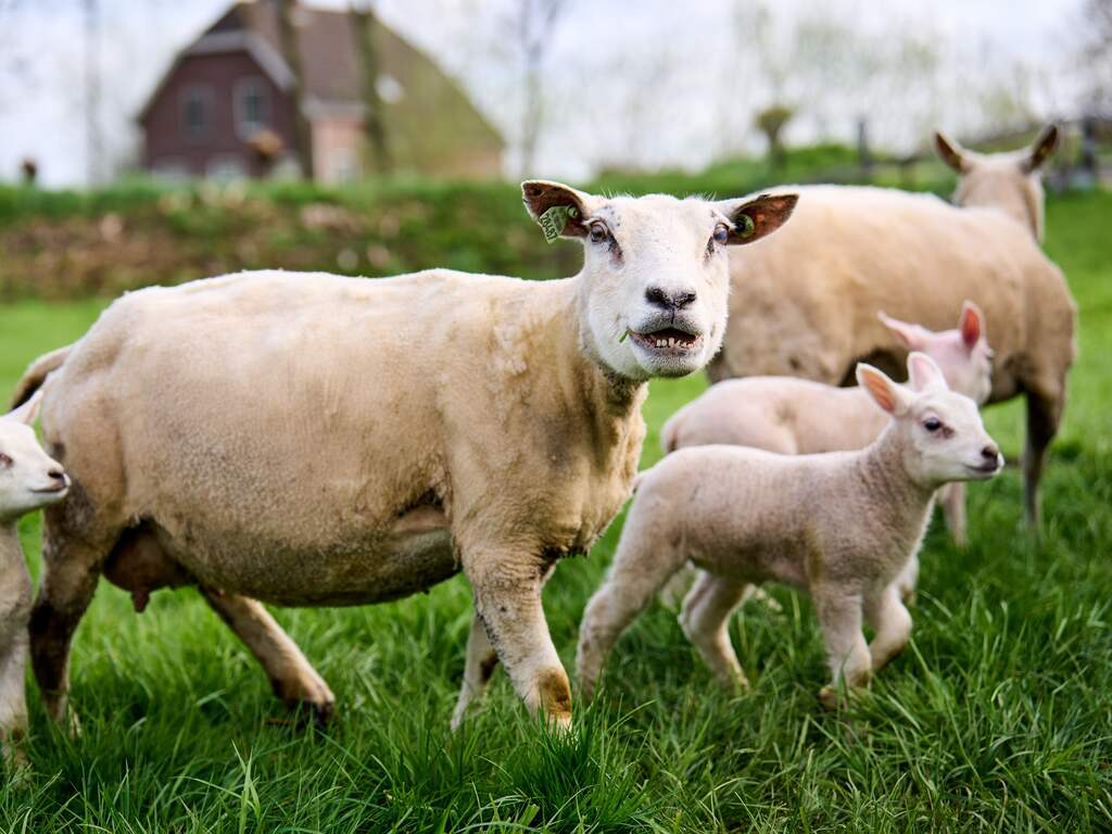 Tot half jaar cel voor Roemenen die schapen slachtten in Gelderland en Overijssel