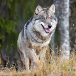Kabinet steunt Europees voorstel om beschermde status wolf af te zwakken