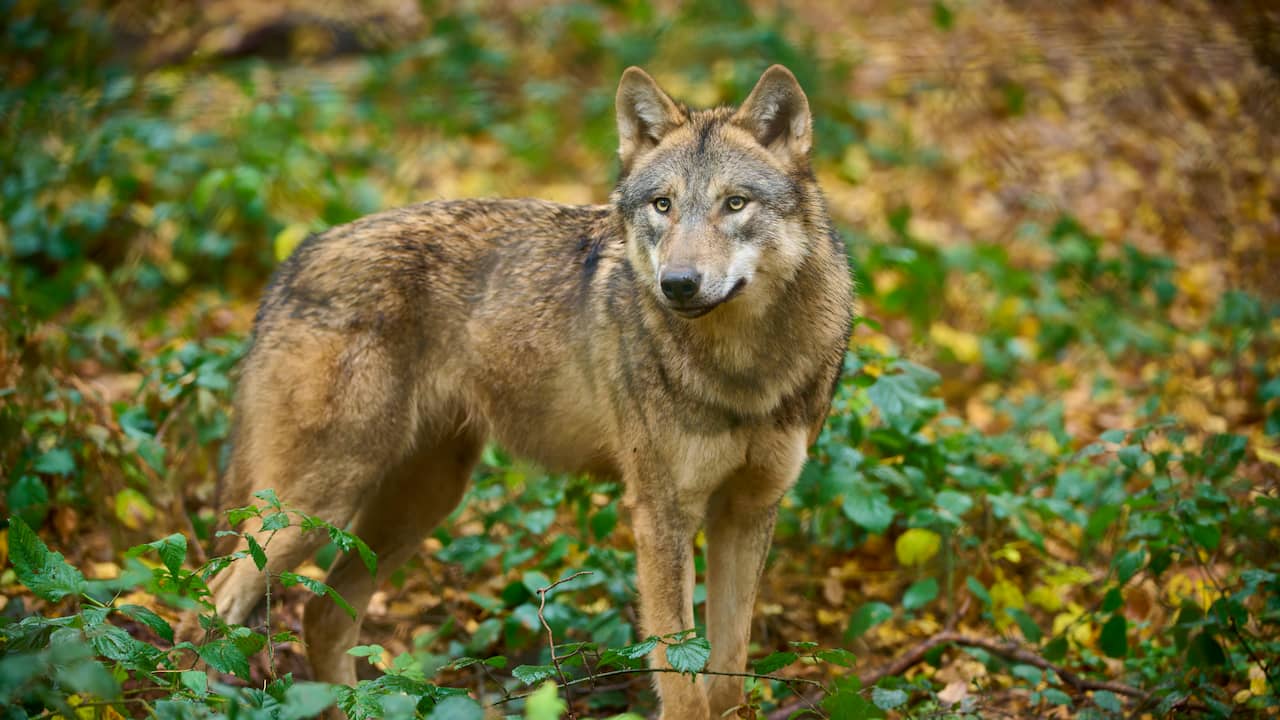 Toch geen wolf gezien in Zuid-Holland: melder gaf verkeerde locatie door