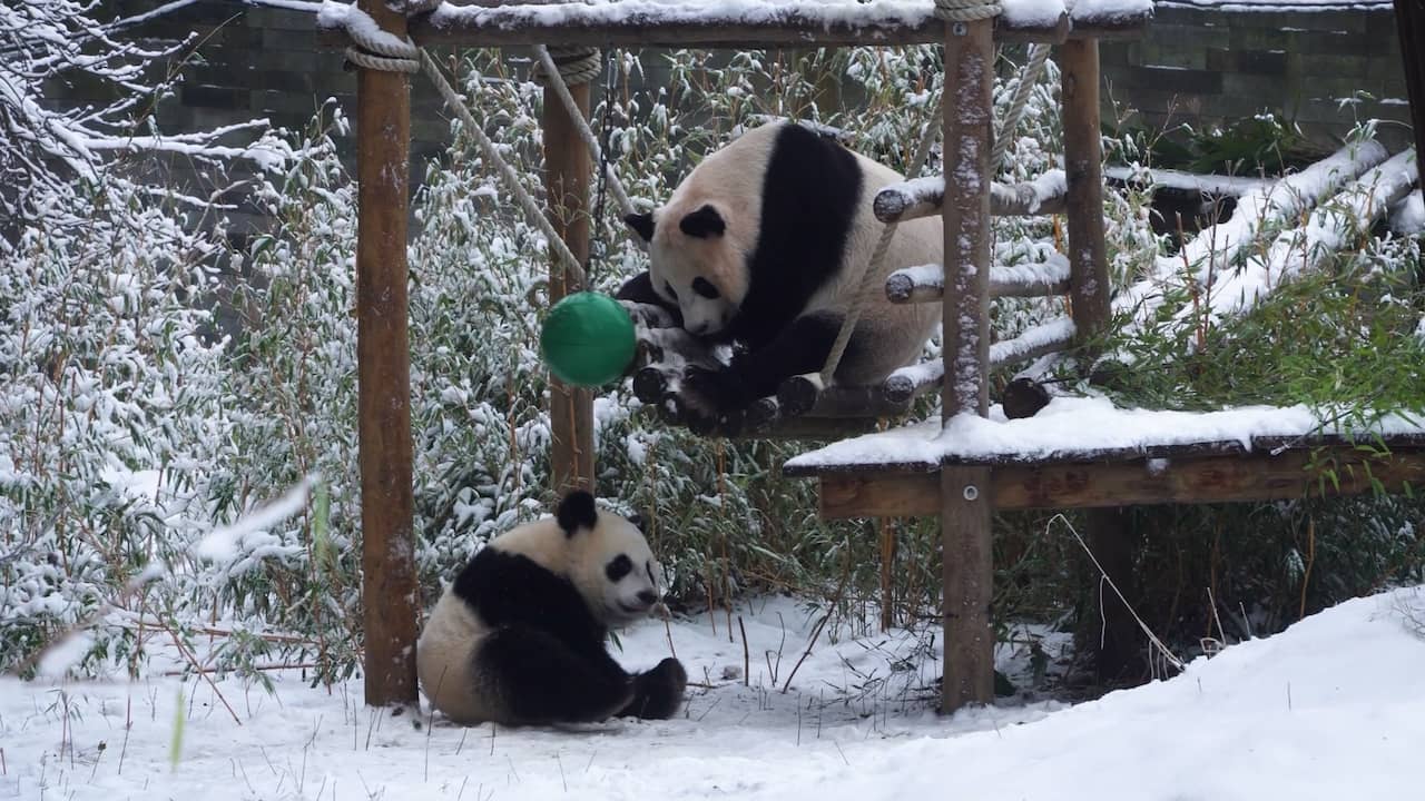Video | Jonge panda geniet met moeder van sneeuw in Rhenen