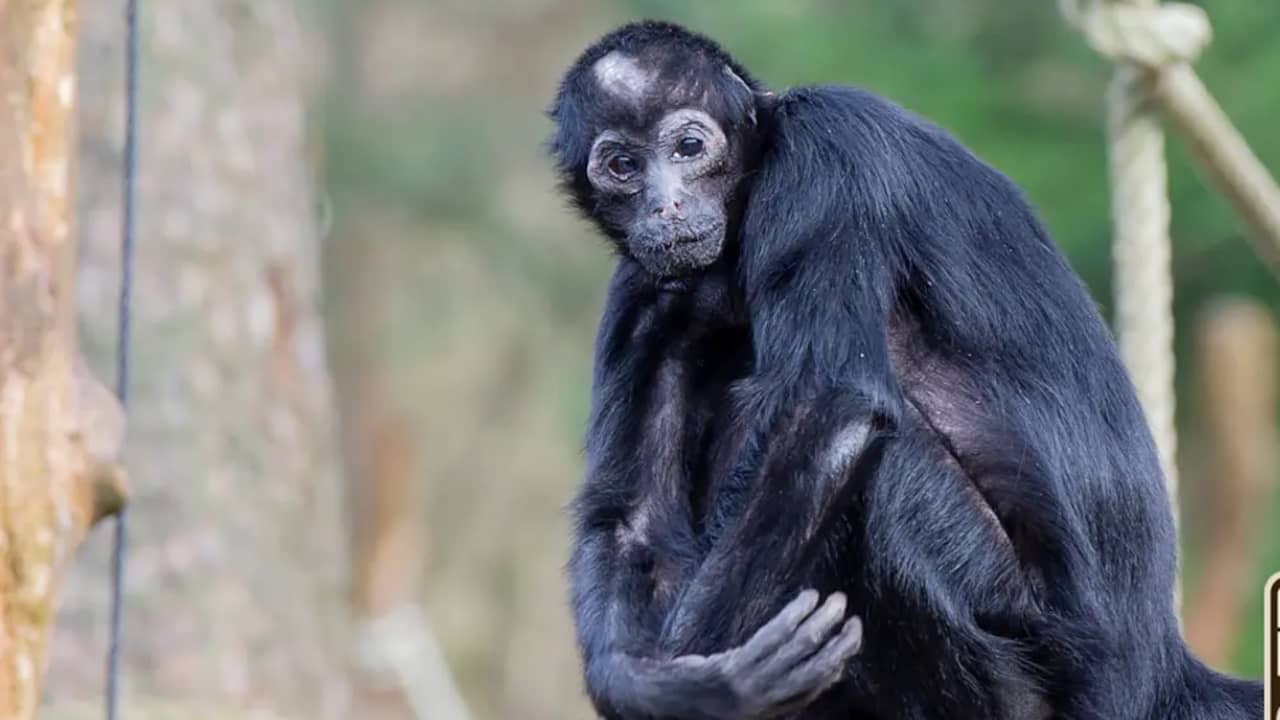 Oudste aap van Apenheul overleden, slingeraap Pepi (57) werd 'extreem oud'