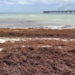 Video | Enorme hoeveelheid stinkende algen bedekt stranden in VS
