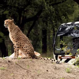 Na aanpassing route weer cheeta's te spotten vanuit auto in Beekse Bergen
