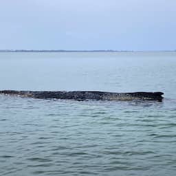 Video | Walvis ligt weer bewegingloos voor Duitse kust