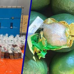 Ruim 600 kilo cocaïne gevonden in partijen echte én neppe avocado's
